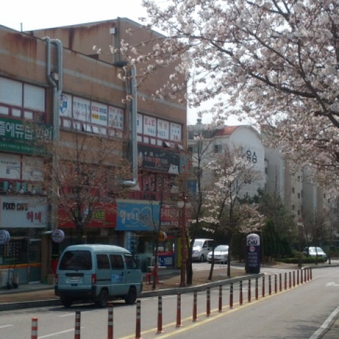 There are blossoms on the trees in Paju!